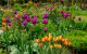Tulpen-Mischung orange-violett