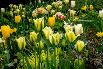Tulpen-Mischung gelb-weiss