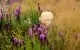 Sussex Prairie Garden