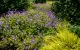 Bressingham Gardens