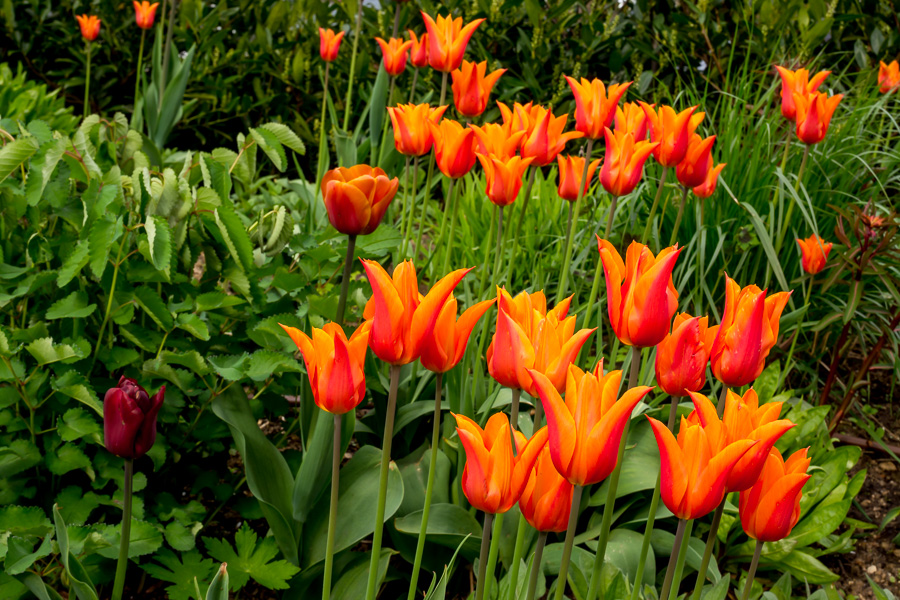 Tulpen-Mischung orange-rot