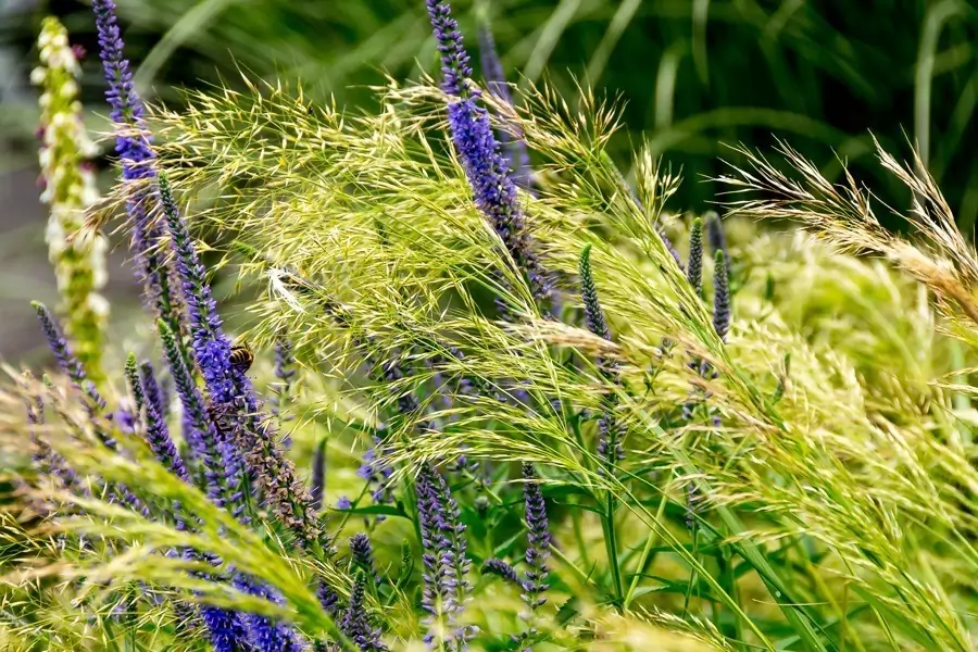 Gartenbilder 2018